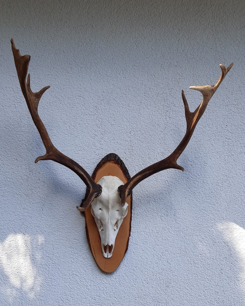 Damhirsch-Schädeltrophäe mit Geweih auf ovalem Holzschild