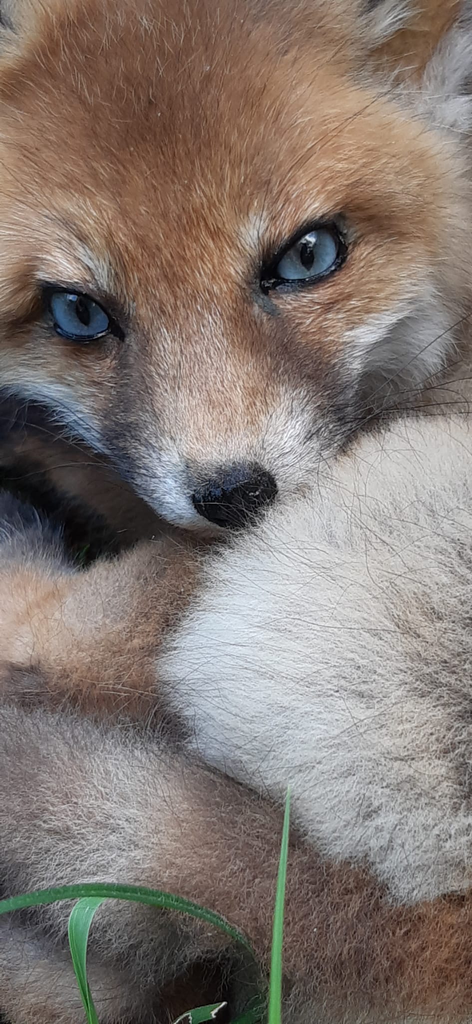 Nahaufnahme eines präparierten Fuchswelpen mit blauen Glasaugen