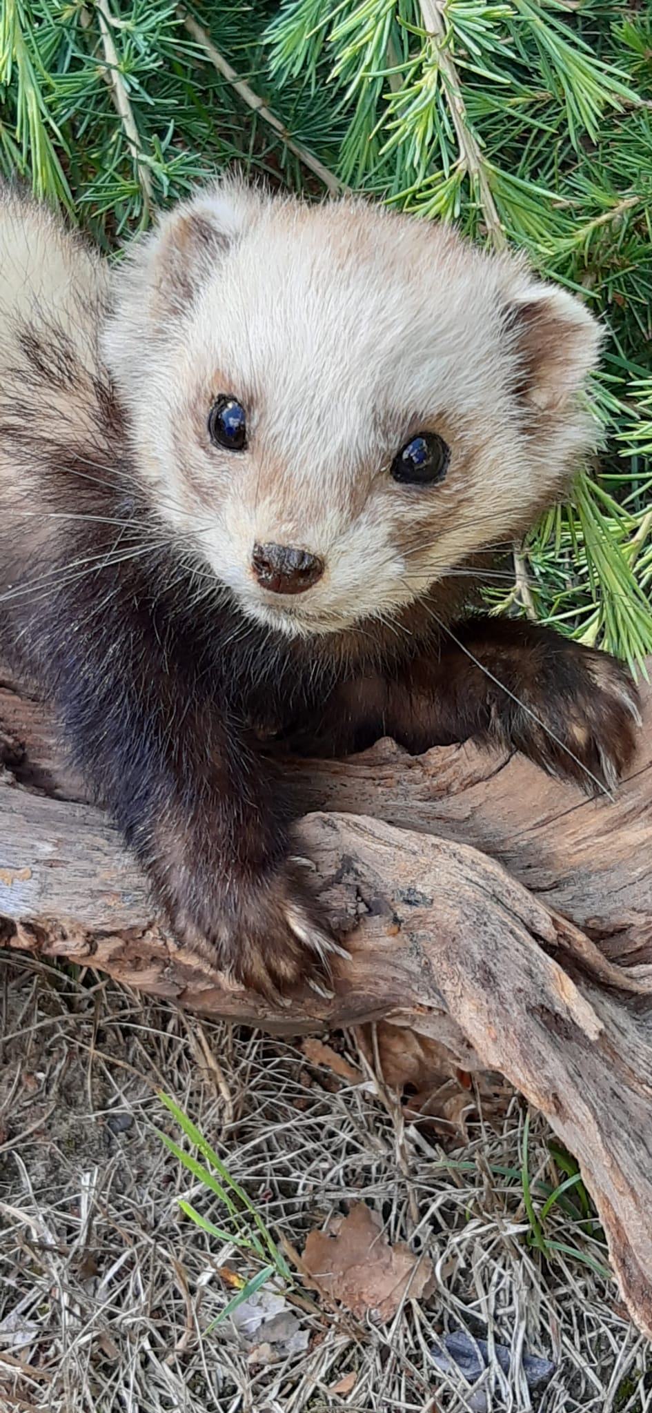 Nahaufnahme eines präparierten Iltis auf Holz mit charakteristischer Gesichtsmaske