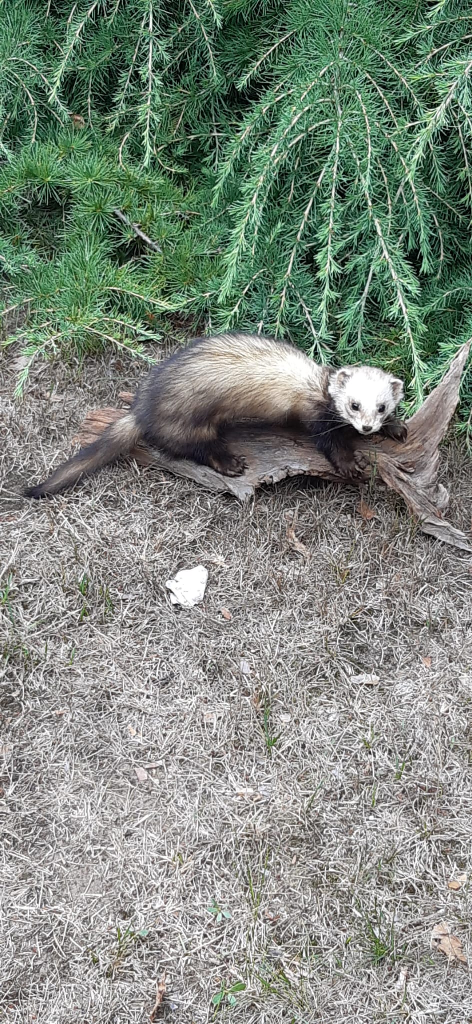 Präparierter Iltis auf Treibholz vor grünen Nadelzweigen