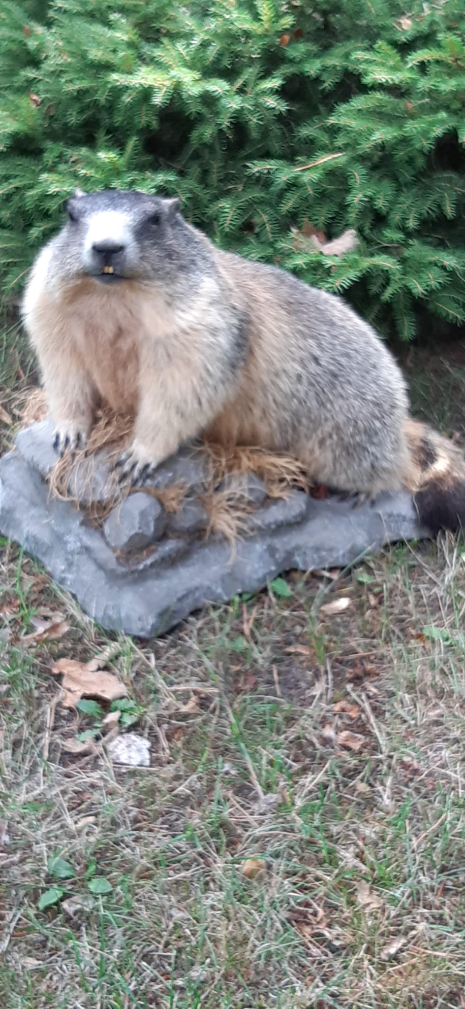 Präpariertes Murmeltier auf Steinsockel vor Nadelzweigen