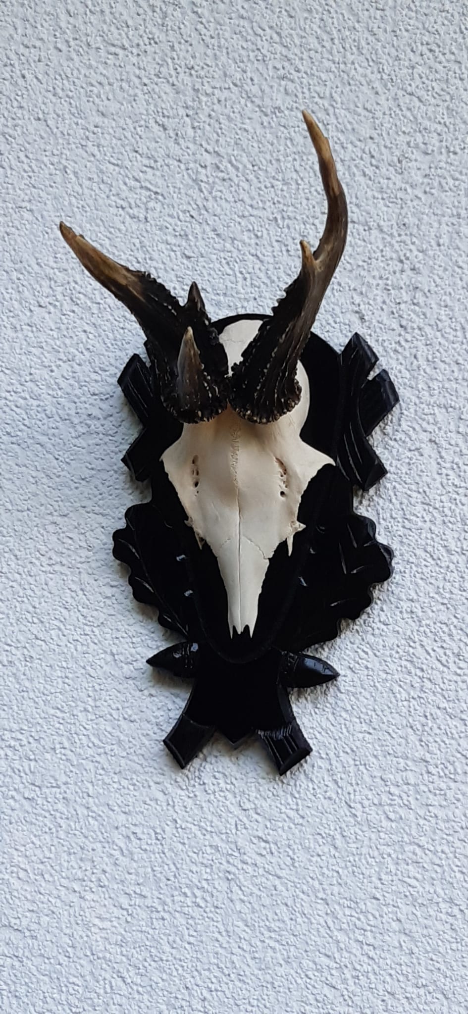 Rehbock-Schädeltrophäe mit Gehörn auf schwarzem Holzschild mit Eichenlaub