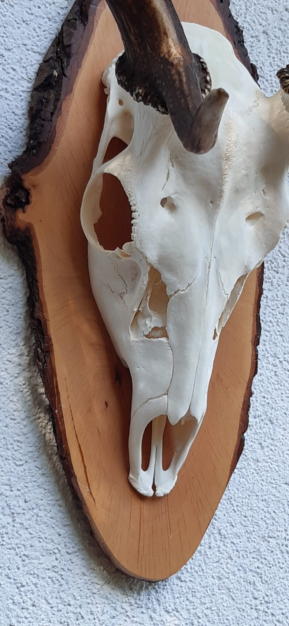 Damhirsch-Schädel Detail auf ovalem Holzschild mit Naturrand