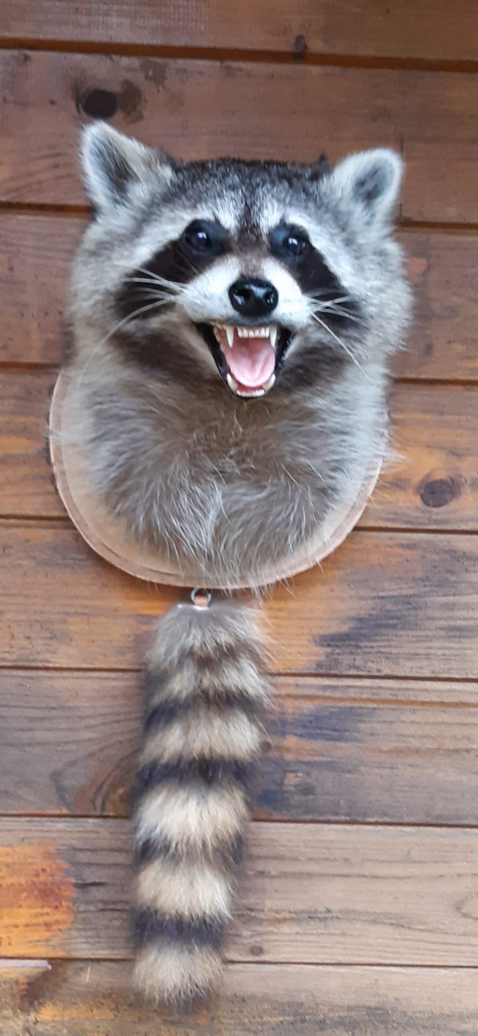 Präparierter Waschbär-Kopf mit Ringelschwanz auf ovalem Holzschild