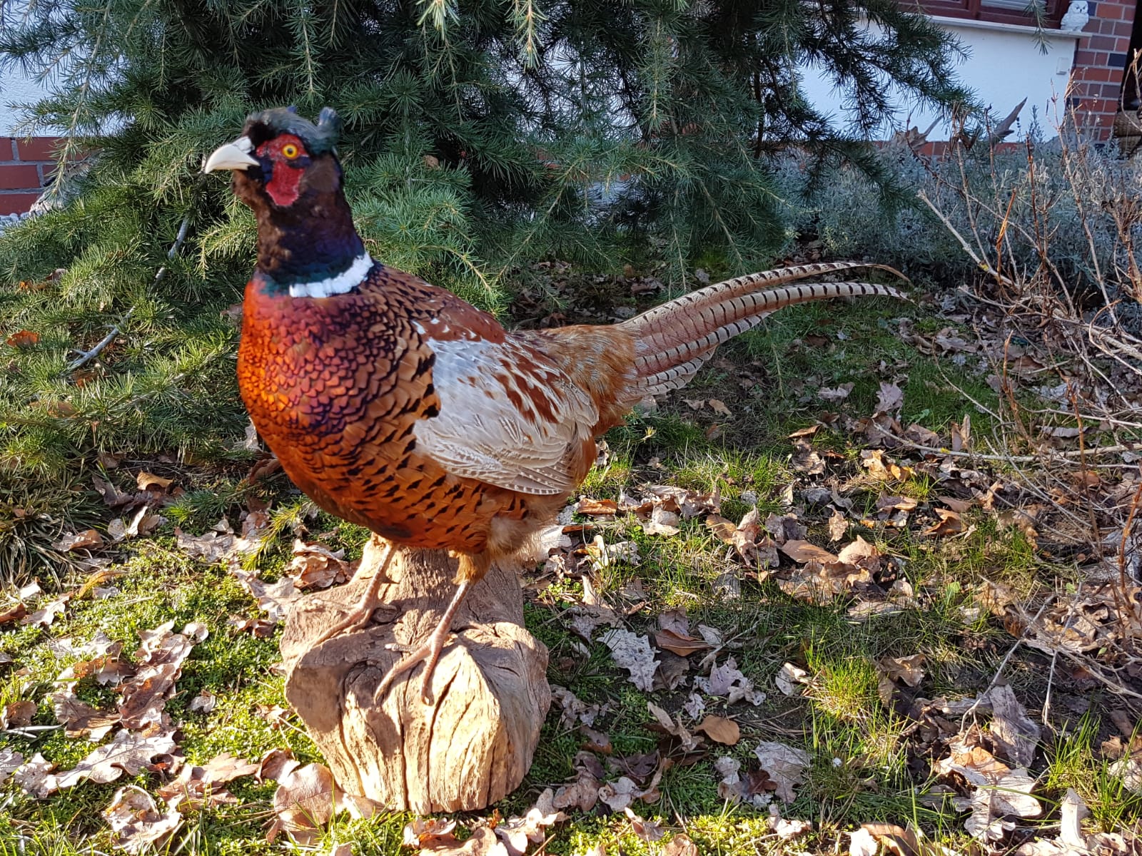 Präparierter Jagdfasan in naturnaher Haltung